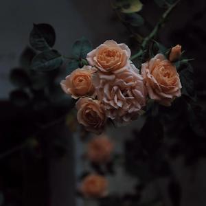 韩国人的一区二区黄带片子
